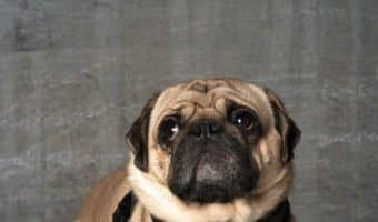 Want to know all about the best dog breeds for apartments? Check out our list and find the perfect furry companion for your apartment life!