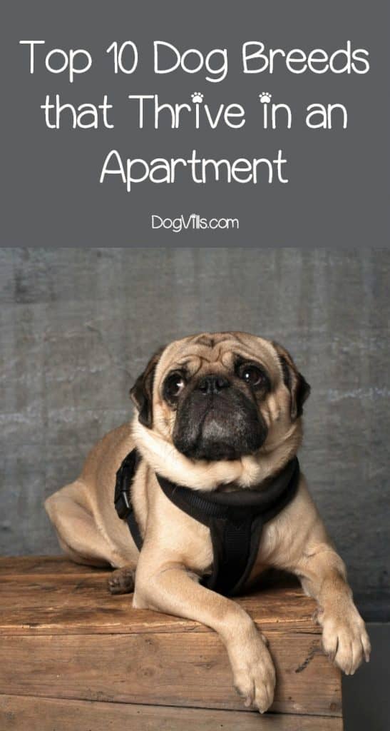 Best Dog Breeds for Apartments: 10 Dogs Who Thrive in ...