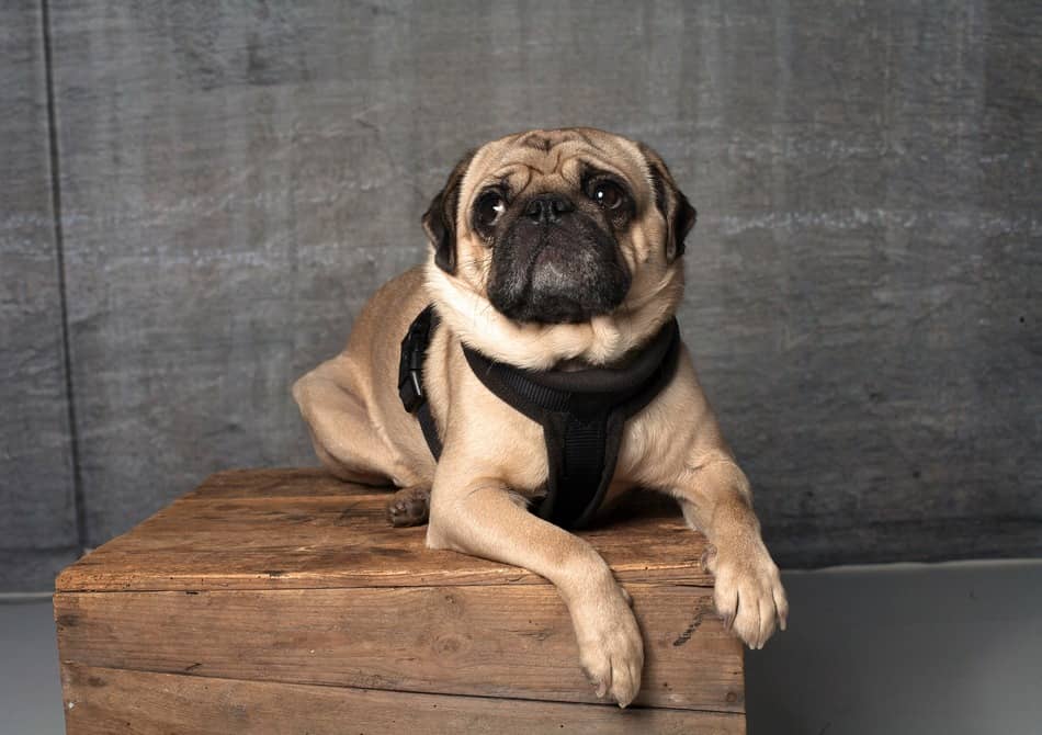 Best Dog Breeds for Apartments 10 Dogs Who Thrive in Small Spaces
