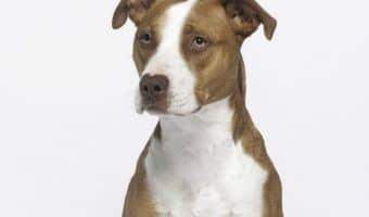 Bromelain use in dogs has seen a sharp rise in popularity lately. Is it really safe, though? Check out the benefits and side effects of bromelain for dog illnesses!