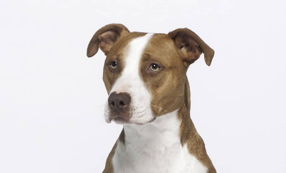 Bromelain Use in Dogs The Benefits and the Risks DogVills