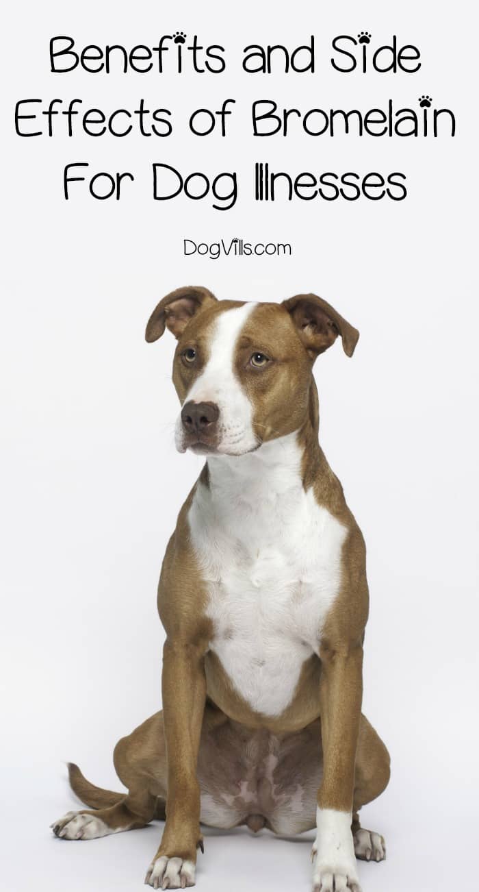 Bromelain Use in Dogs The Benefits and the Risks DogVills