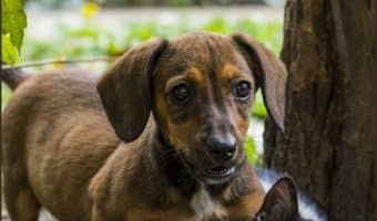Ever wonder "Why on earth is my dog humping my cat?" Find out whether this dog behavior is normal and what you can do about it!