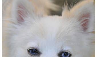 Looking for answers to questions like "What is the life expectancy of a Pomchi" and "is this breed's temperament right for me? Find them here!