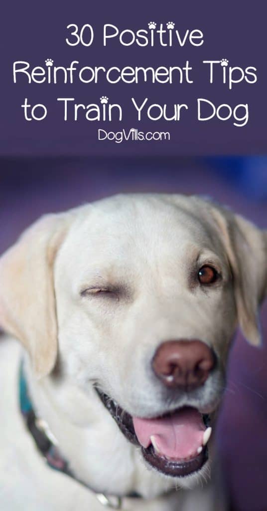 30 Positive Reinforcement Tips to Train Your Dog DogVills