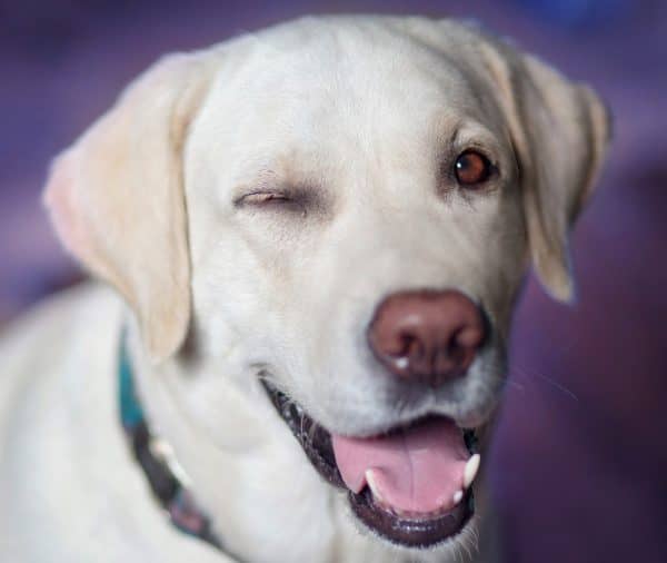 Not sure where to start with positive reinforcement dog training? Check out 30 tips that will making training Fido a walk in the park!