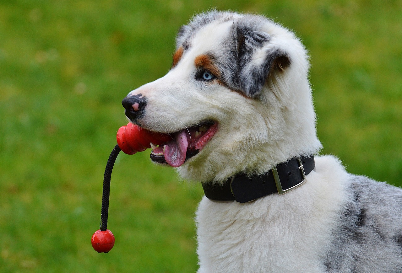 The best preventative measures to keep a healthy dog can be broken down into five areas! Find out what they are and how to keep your pooch in top-dog shape!