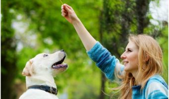 Proofing your dog’s training isn’t as difficult or time consuming as it sounds. Check out these tips to help you develop more trust in your dog's response!