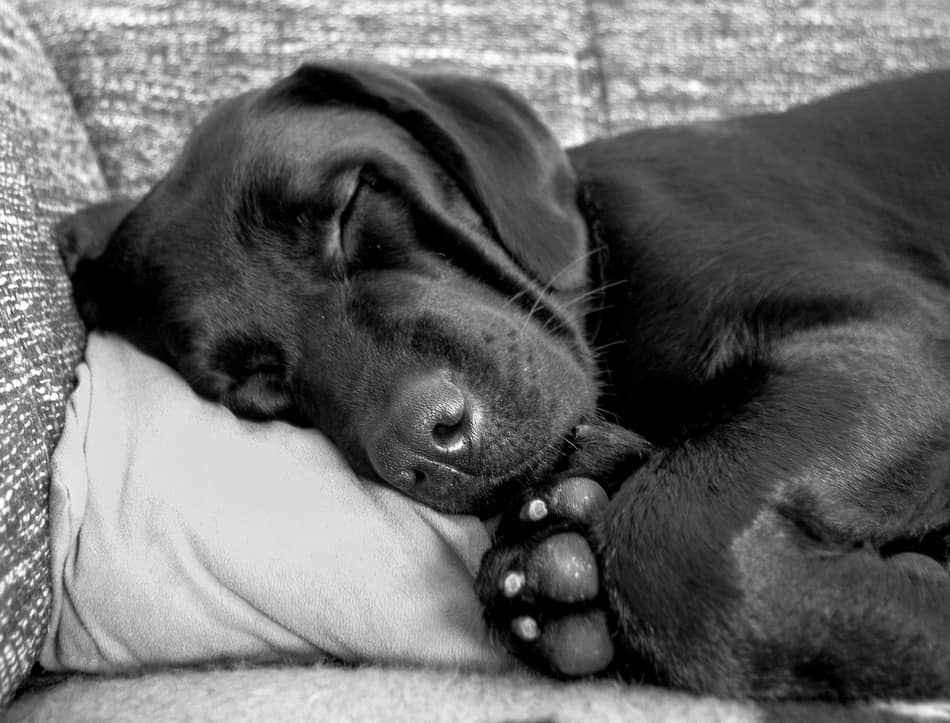leaving puppy home alone leaving a puppy alone during the day 5 essential tips dogvills leaving puppy home alone leaving a puppy alone during the day 5 essential tips dogvills