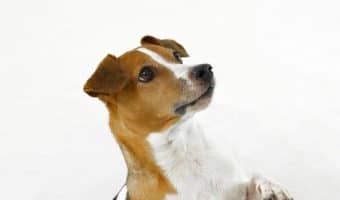 Knowing how to treat a torn dog nail is more important than you might think. In fact, it’s essential if you want to avoid painful infections. Check out our tips!