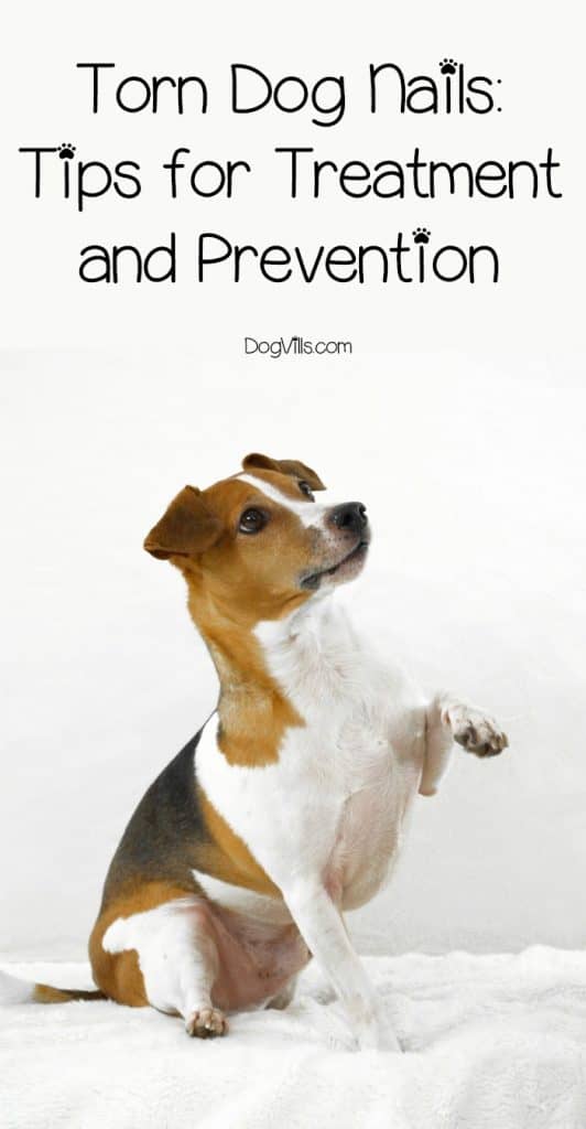 Torn Dog Nail Treatment and Prevention DogVills