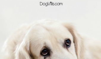 Looking for effective ways to treat dog depression? We've got you covered with ten effective ideas to help Fido get back to his usual vivacious self. Let's check them out!