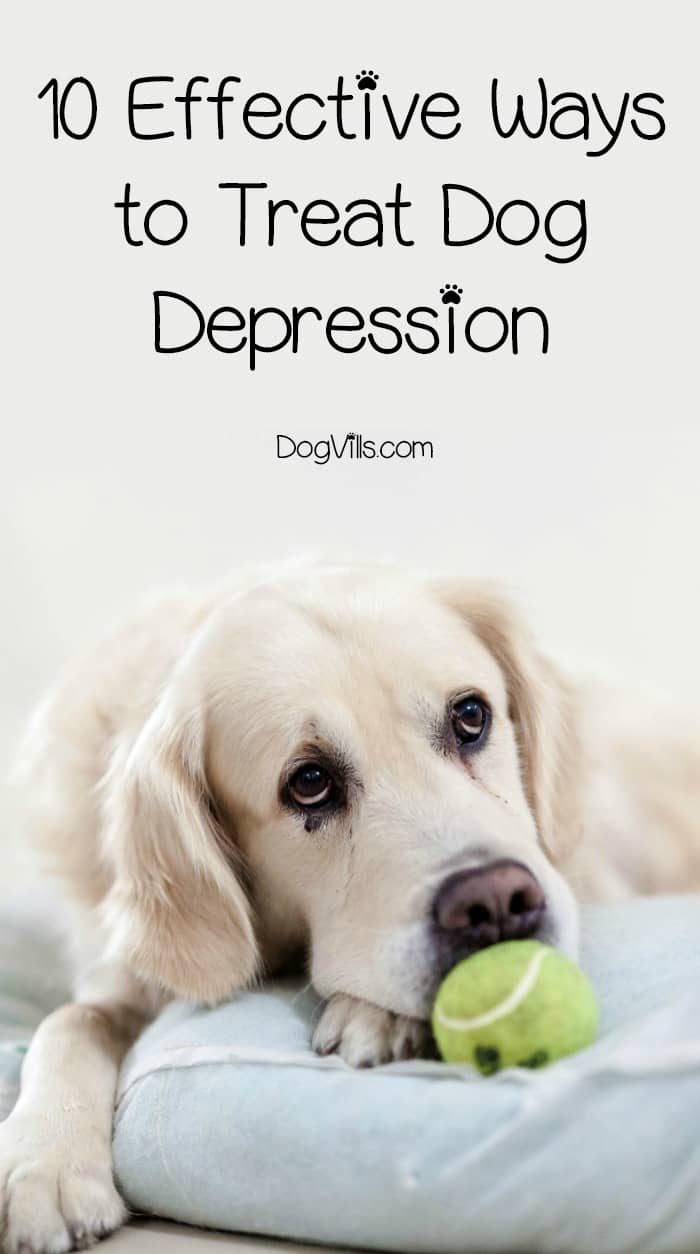 10 Effective Ways to Treat Dog Depression DogVills
