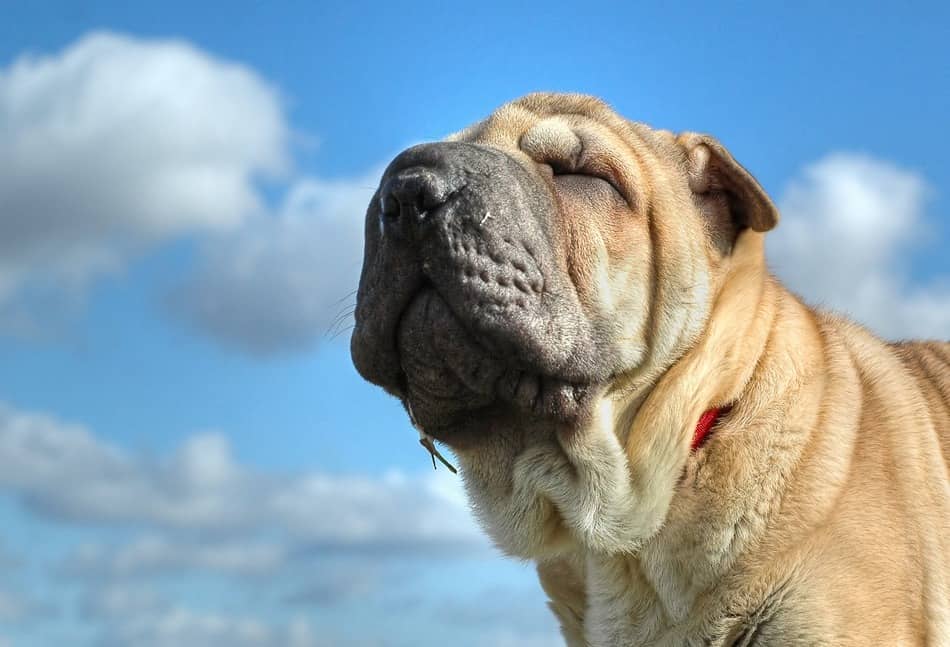 dog pei shar walrus facts breed sharpei chinese english eyes dogs bulldog bullmastiff animal closed tricks vision focus boards words