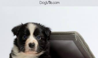Wondering what to do with a puppy when you're at work all day? Check out our top three tips for how to raise your pup while working!