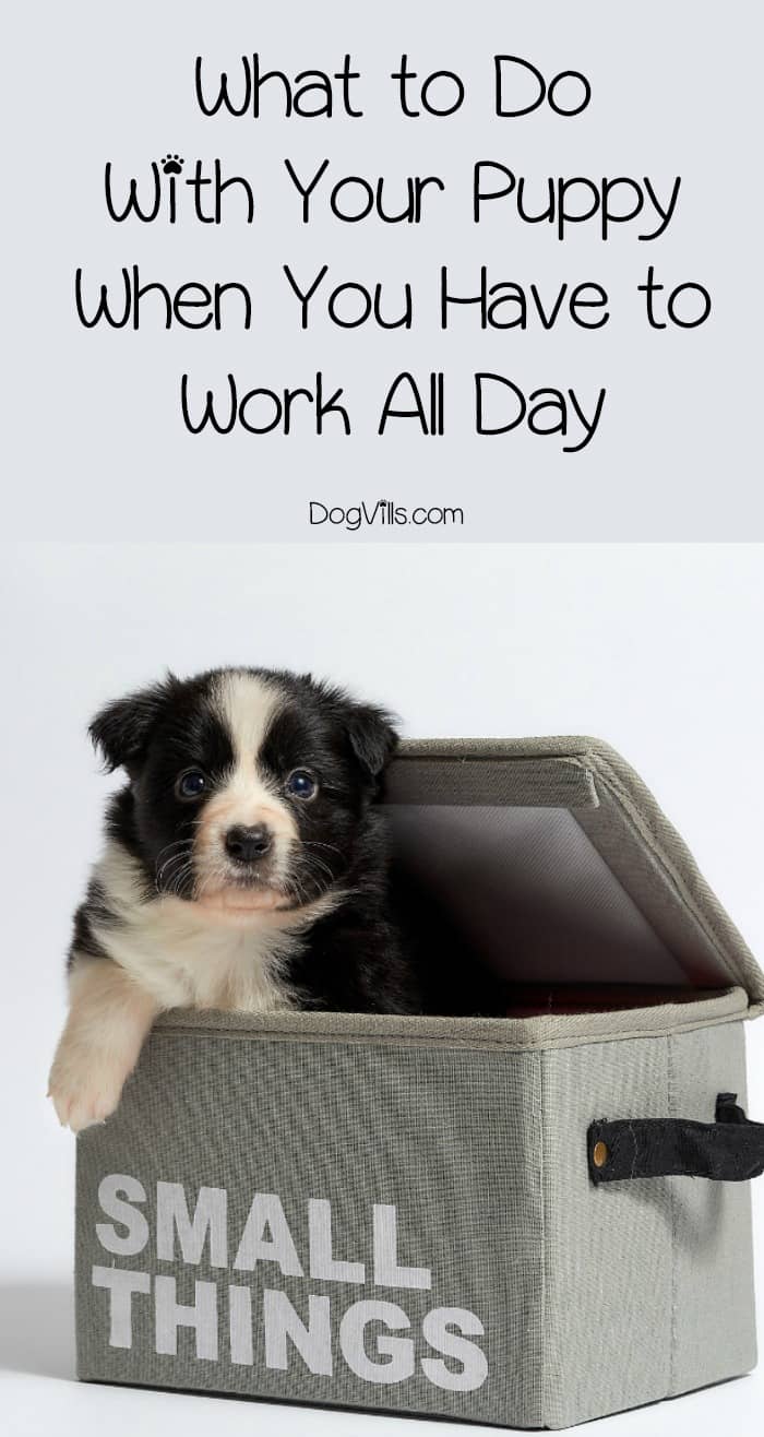 what to do when your has puppies here s what to do with a puppy when at work all day what to do when your has puppies here s what to do with a puppy when at work all day