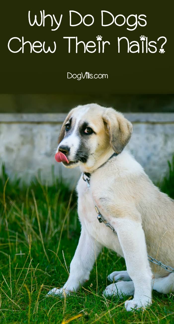 why do dogs chew their nails the causes of this behavior dogvills why do dogs chew their nails the causes of this behavior dogvills