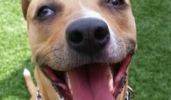Pit Bulls including Blue & red nose are fairly healthy but can have health problems with hip dysplasia & more. Learn about symptoms & preventive measures for common pit bull health conditions.