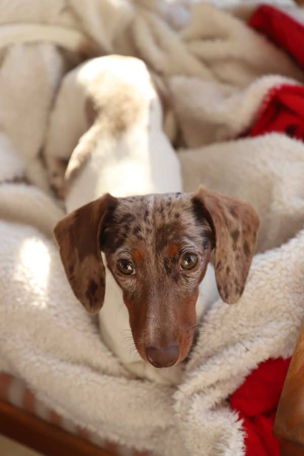 Leaving a Puppy Alone During the Day (5 Essential Tips