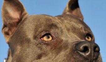 Not all Bully breeds are created equally. So what's the difference between an American Staffordshire Terrier vs, the Pit Bull? Find out.
