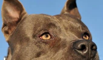 Not all Bully breeds are created equally. So what's the difference between an American Staffordshire Terrier vs, the Pit Bull? Find out.