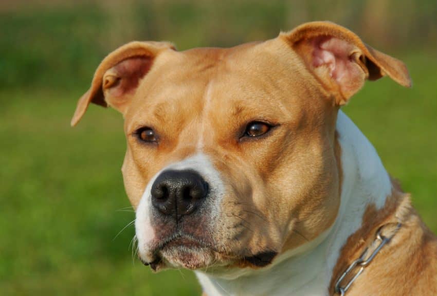 american amstaff pitbull