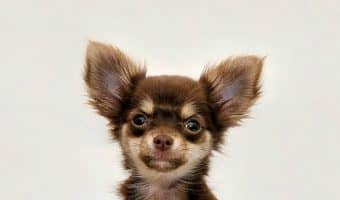 How to Stop a Small Dog from Barking at You