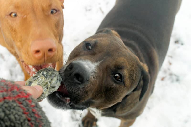 When you have a dog prone to allergies and skin sensitivities, single-ingredient dog chews and treats are your best friend's best friend! Check out our Icelandic+ Dog Chews review to find out why they're our top choice!