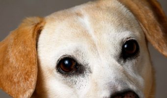 Is your dog peeing in the same spot repeatedly? Are you not sure how to housebreak your dog who loves to pee on carpets? Keep reading to find out why dogs pee on the carpet and what to do about the smell!