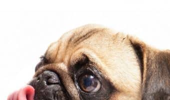 We answer the question, "When my dog licks me, sometimes she'll stop mid-lick and just lay her tongue on me. What does that mean?" Find out what's up with this dog behavior!