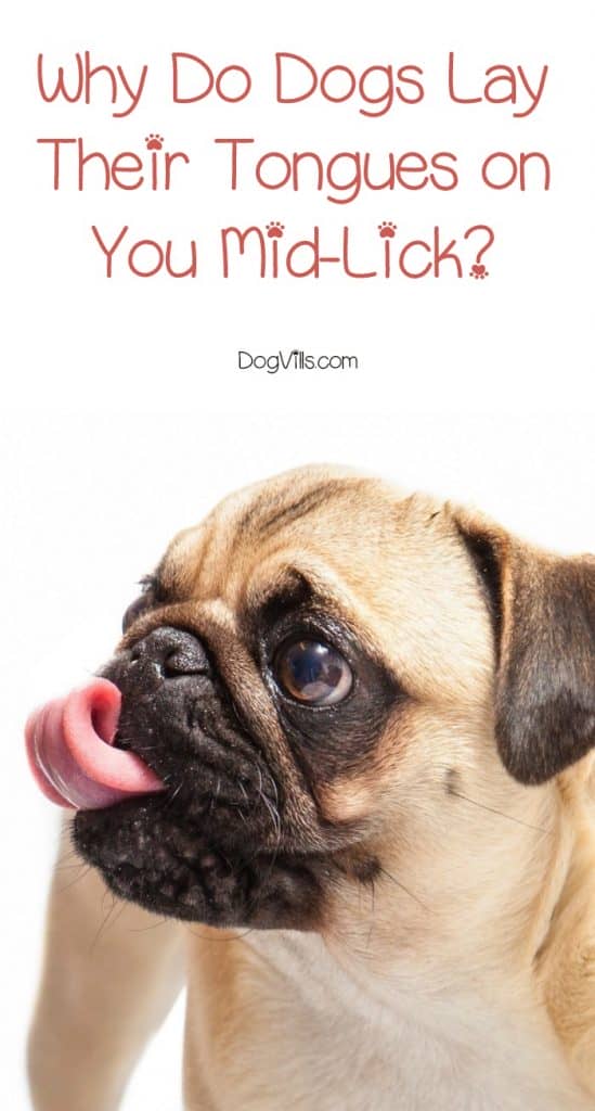 Why Do Dogs Lay Their Tongues on You MidLick? DogVills