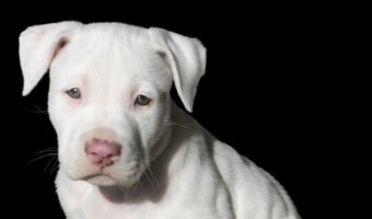 What is the Bull Terrier's lifespan? With good breeding and proper care, you can expect your Bull Terrier to live from 10 to 15 years. Learn more!