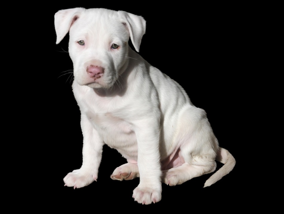 Bull Terrier Lifespan - What You Need to Know (Lifespan ...