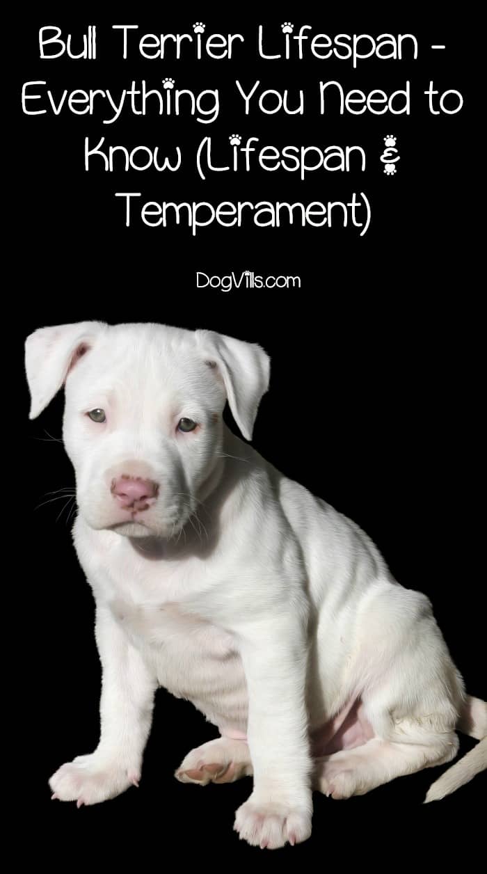 Bull Terrier Lifespan What You Need to Know (Lifespan & Temperament) Bull Terrier Lifespan What You Need to Know (Lifespan & Temperament)