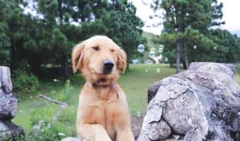 A dog eating rocks is a dog in danger Find out why your dog might be eating rocks, what could happen, and how to stop it in our complete guide!