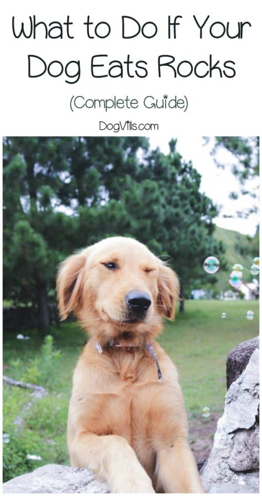 Dog Eating Rocks What to do About This Dangerous Habit