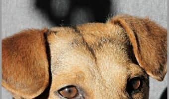 How do you earn a dog's trust, especially if that dog was neglected or abused? Check out our 7 must-know tips to help your pup learn to trust you!