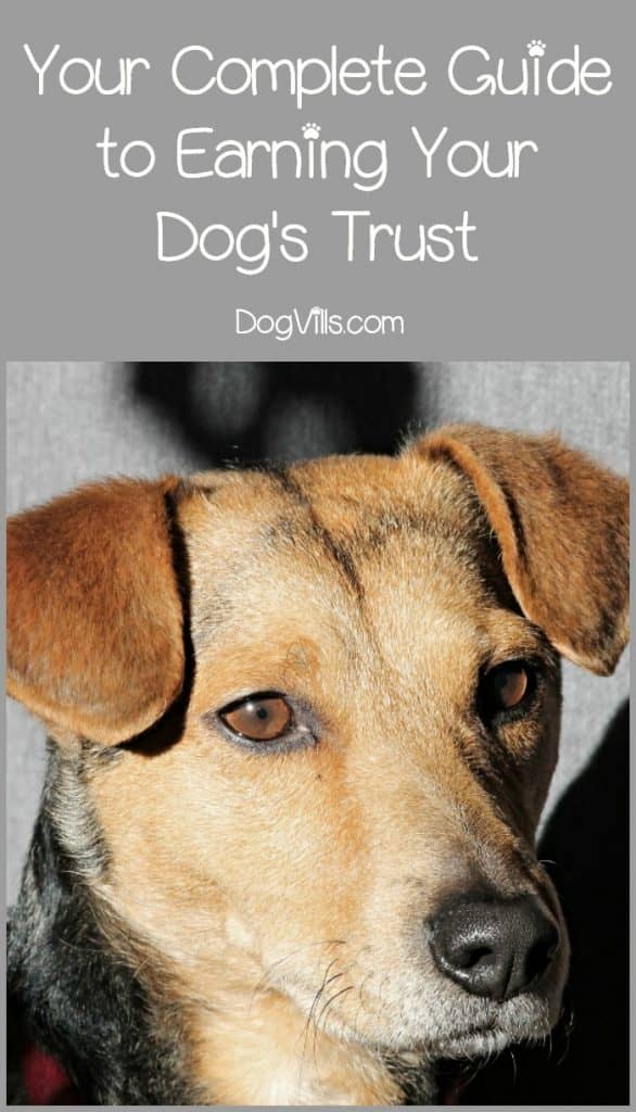How Do You Earn a Dog's Trust? Guide) DogVills