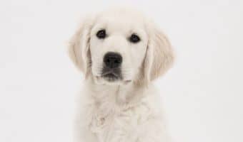 A Golden Retriever in an apartment? Can it really work? Sure it can, if you follow these 5 easy tips! Check them out and learn all about how to make your golden retriever's apartment life work for everyone!