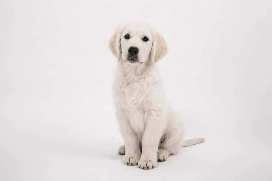 golden retrievers in apartments