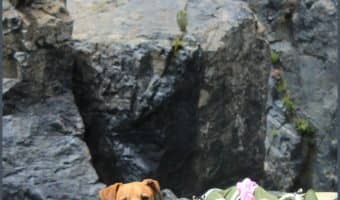 Thinking about taking your dog camping? Here’s everything you need to know to make it a complete success! Check it out!