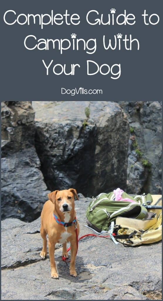 Complete Guide to Taking Your Dog Camping DogVills