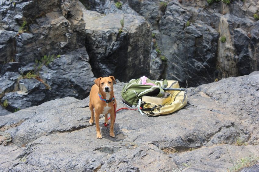 Thinking about taking your dog camping? Here’s everything you need to know to make sure it's a success! Check our our complete guide to camping with your dog!