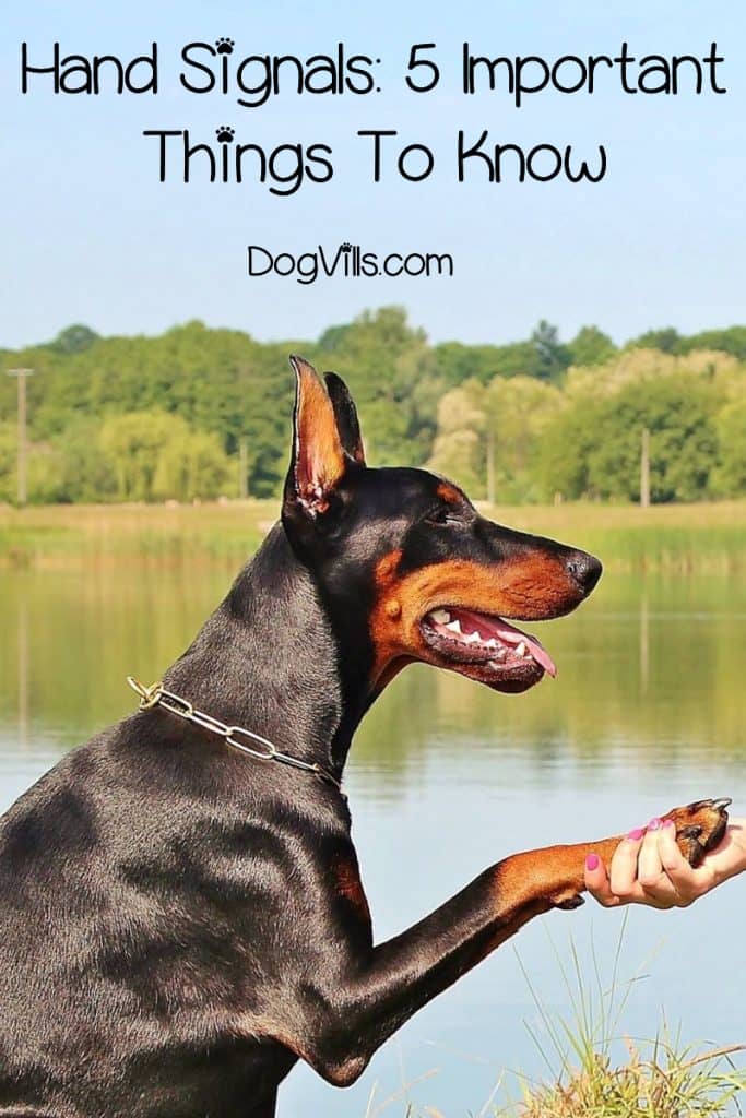 Top 8 Hand Signals To Teach Your Dog (including Deaf Ones)