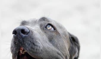 Wondering about the pros and cons of having a dog in an apartment? We've got you covered! Check them out, along with tips on choosing the perfect apartment dog!