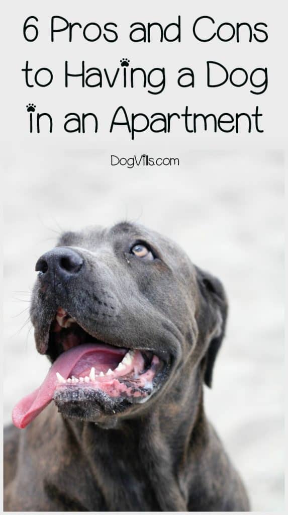 6 Pros and Cons to Having a Dog in an Apartment
