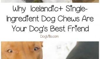 When you have a dog prone to allergies and skin sensitivities, single-ingredient dog chews and treats are your best friend's best friend! Check out our Icelandic+ Dog Chews review to find out why they're our top choice!