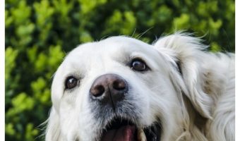 Is your dog happy with his life? That's a tough question to answer since we can't talk to them, but there are signs! Learn what they are and how to better understand your dog!