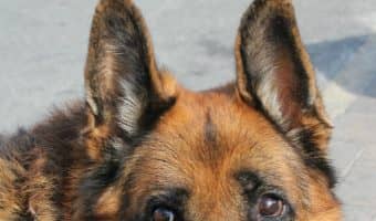 Can people with service dogs live in apartments that have a no pet policy? How about emotional support animals? Find out your rights in our complete guide to apartment life with service dogs!