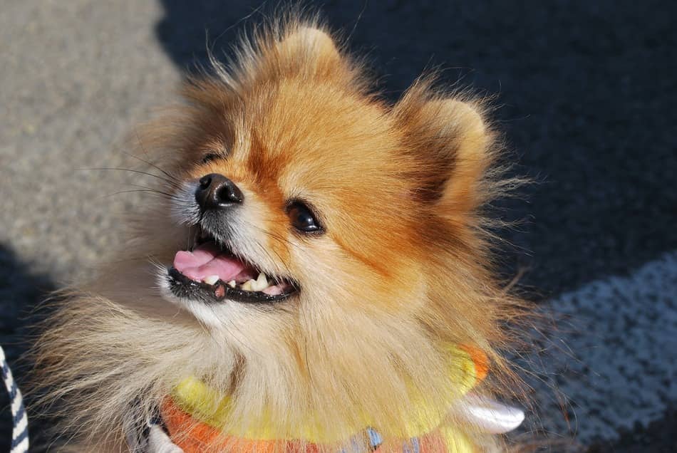 pomchi stuffed animal